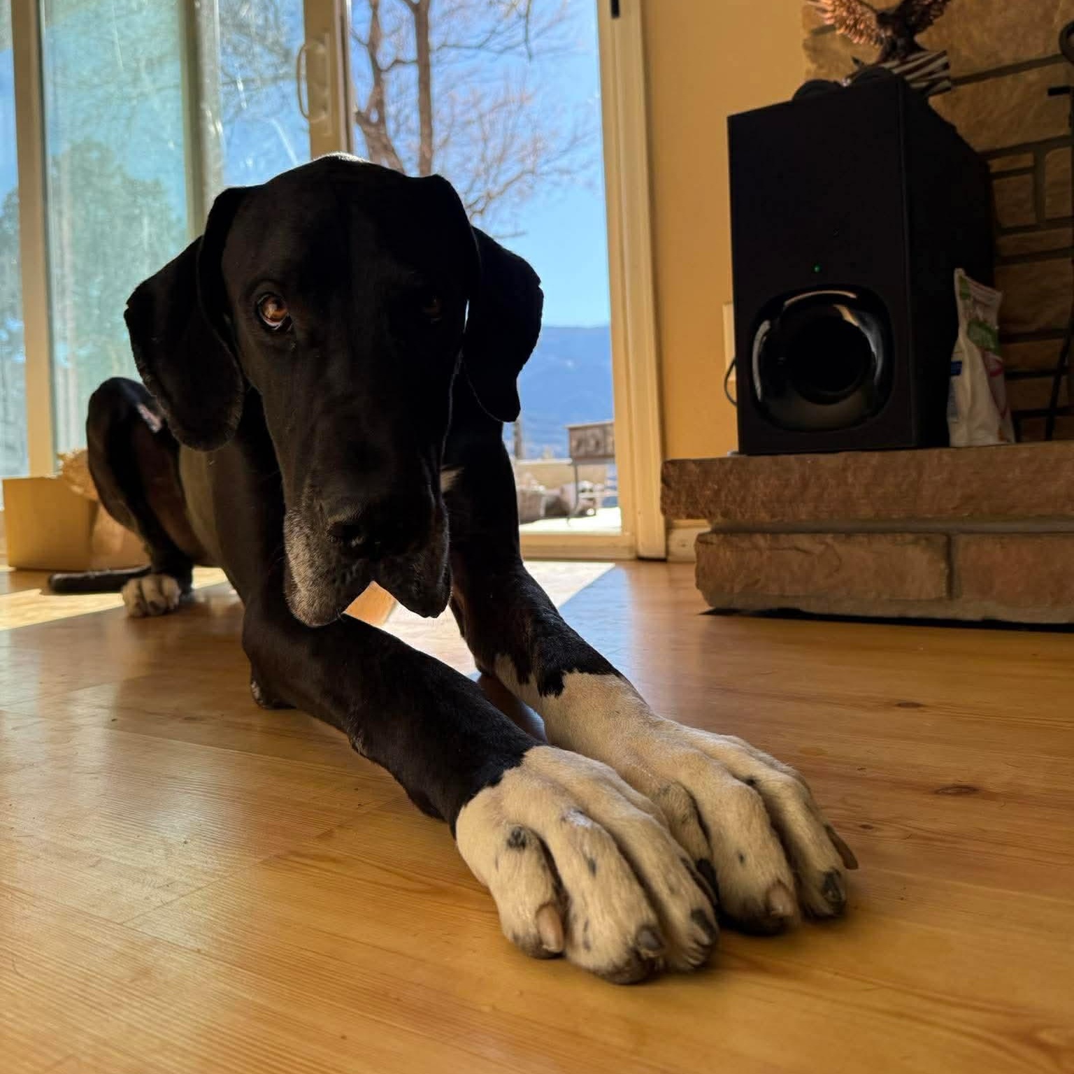 Nemo, a ADOPTABLE Great Dane in Colorado Springs, CO image 5/5