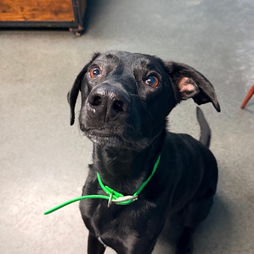 Preston, Adoptable, Adult Male Black Labrador Retriever & Belgian Shepherd / Malinois.