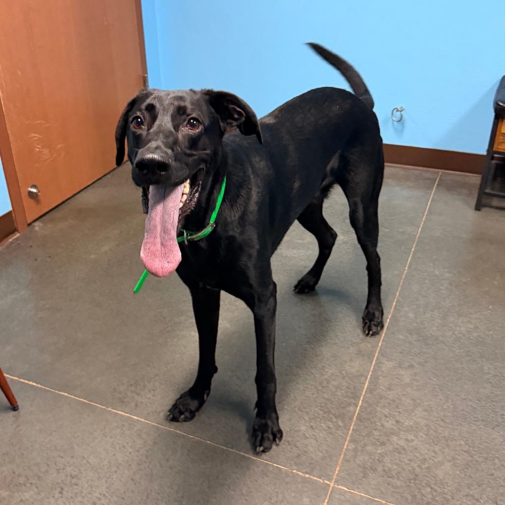 Enlarge Preston, a Adoptable mixed breed in Idaho Falls, ID image 2/6