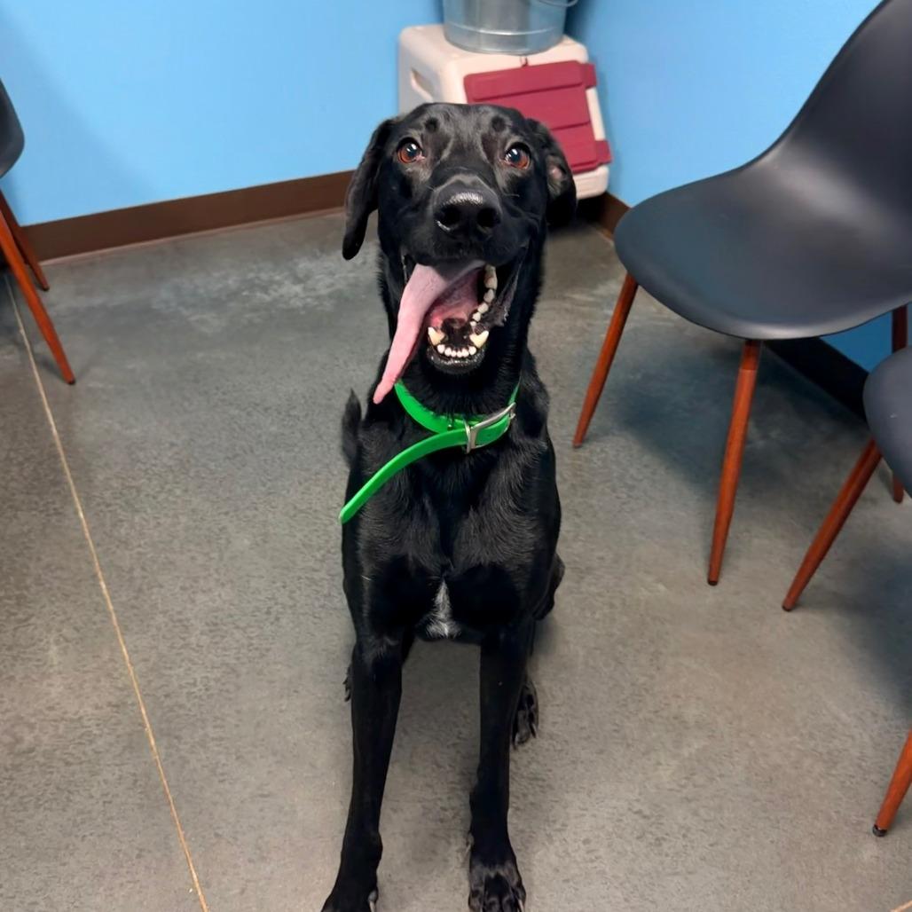 Enlarge Preston, a Adoptable mixed breed in Idaho Falls, ID image 3/6