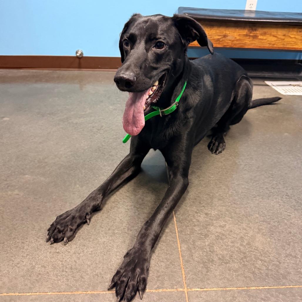 Enlarge Preston, a Adoptable mixed breed in Idaho Falls, ID image 4/6