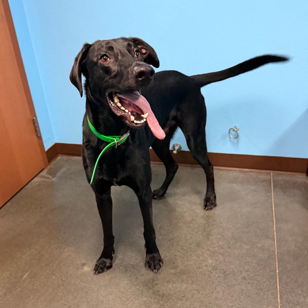 Enlarge Preston, a Adoptable mixed breed in Idaho Falls, ID image 5/6