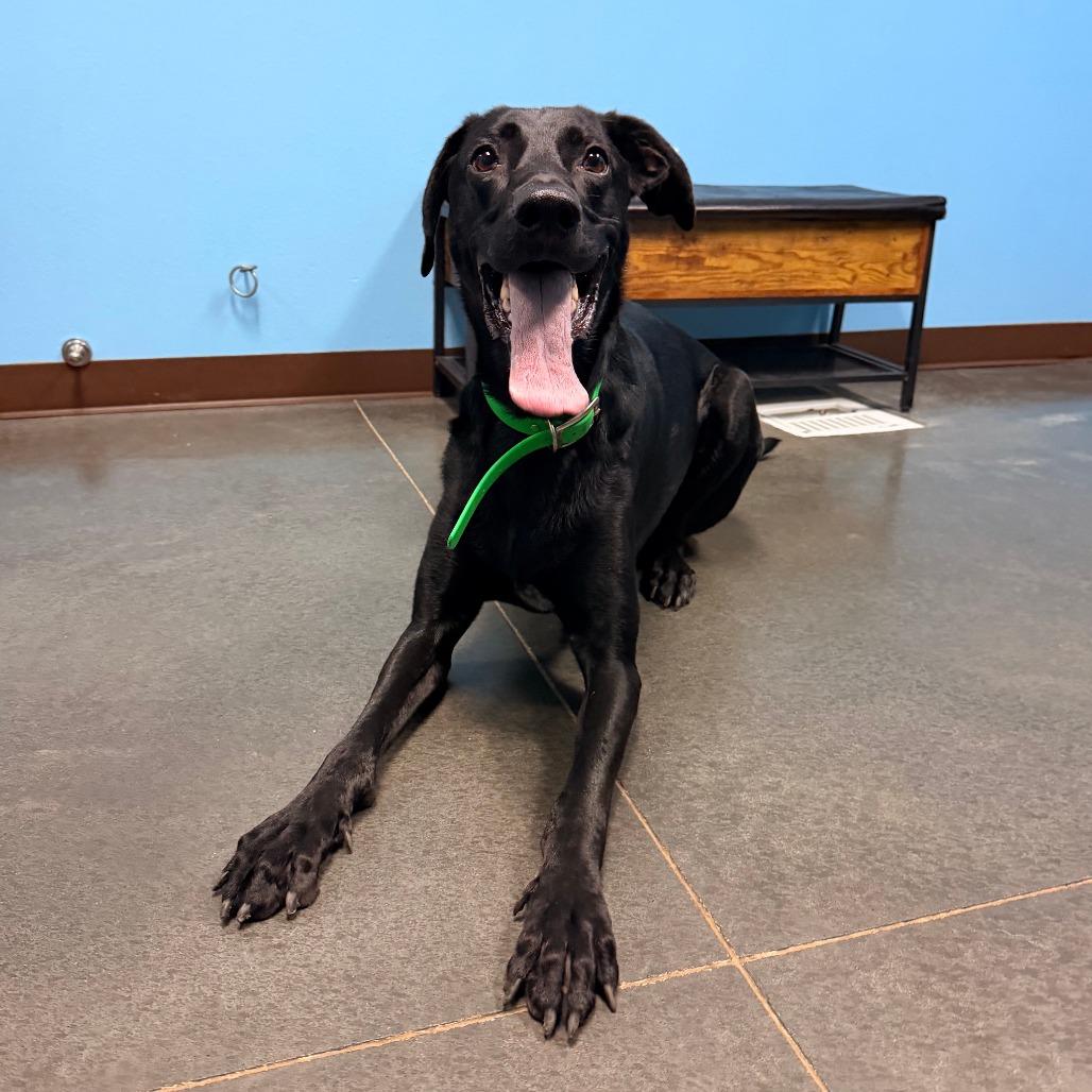 Enlarge Preston, a Adoptable mixed breed in Idaho Falls, ID image 6/6