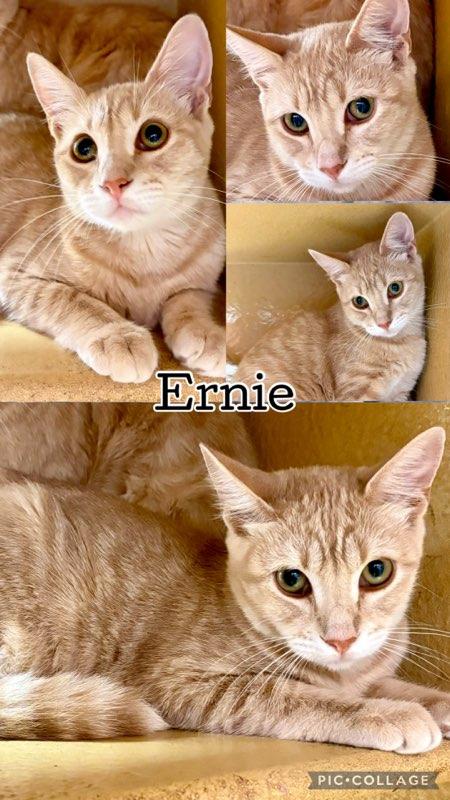 Enlarge ERNIE, a Adoptable Tabby in Lawton, OK image 1/1