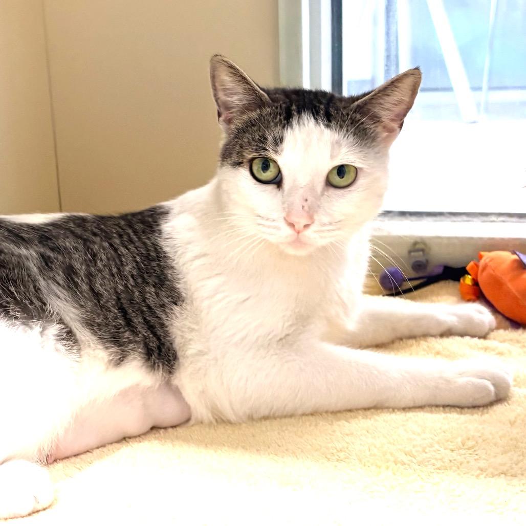 Martha Stewart, a Adoptable Domestic Short Hair in Sarasota, FL image 1/6