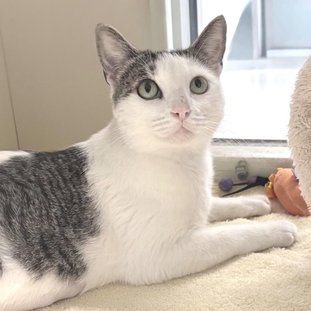 Martha Stewart, a Adoptable Domestic Short Hair in Sarasota, FL image 2/6