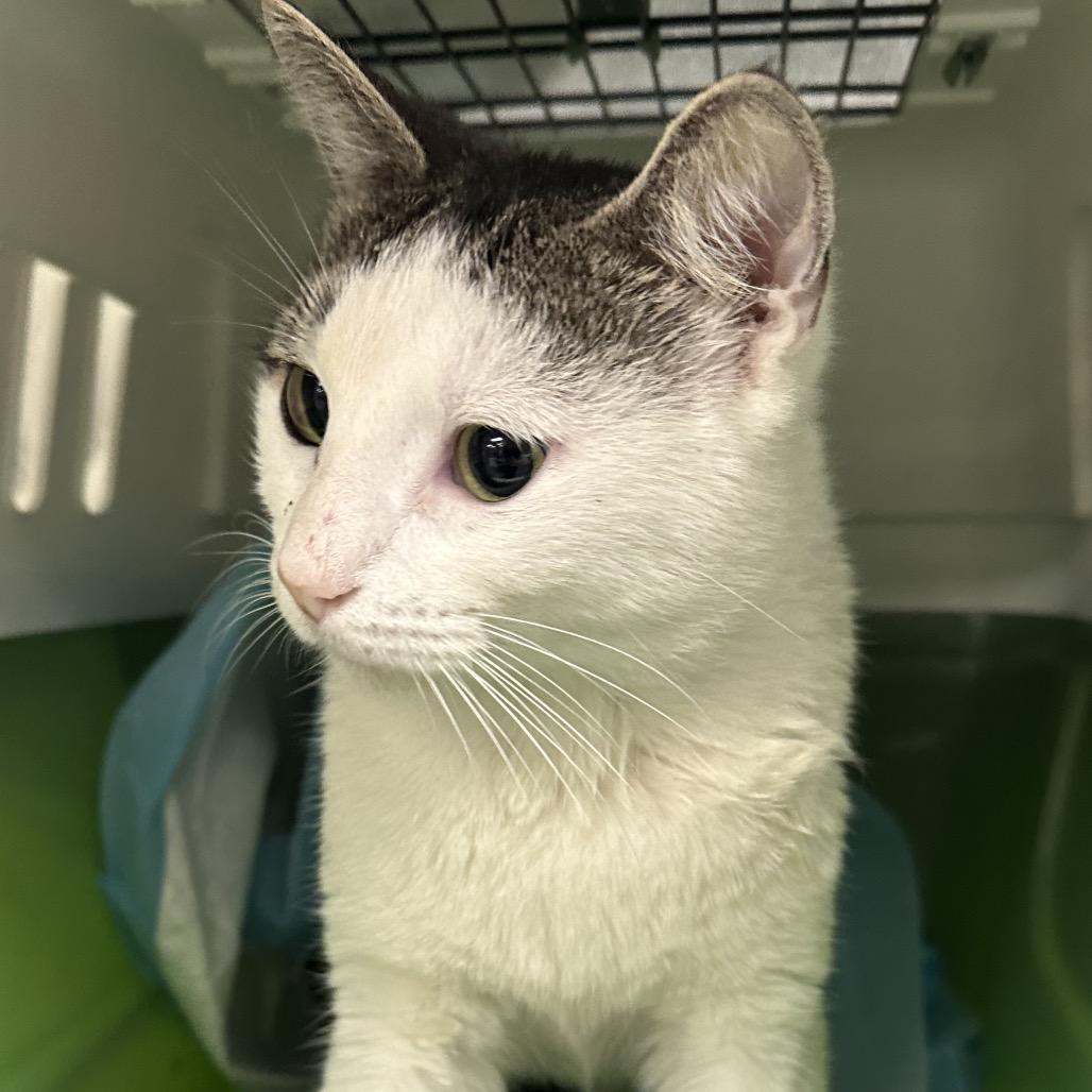 Martha Stewart, a Adoptable Domestic Short Hair in Sarasota, FL image 3/6