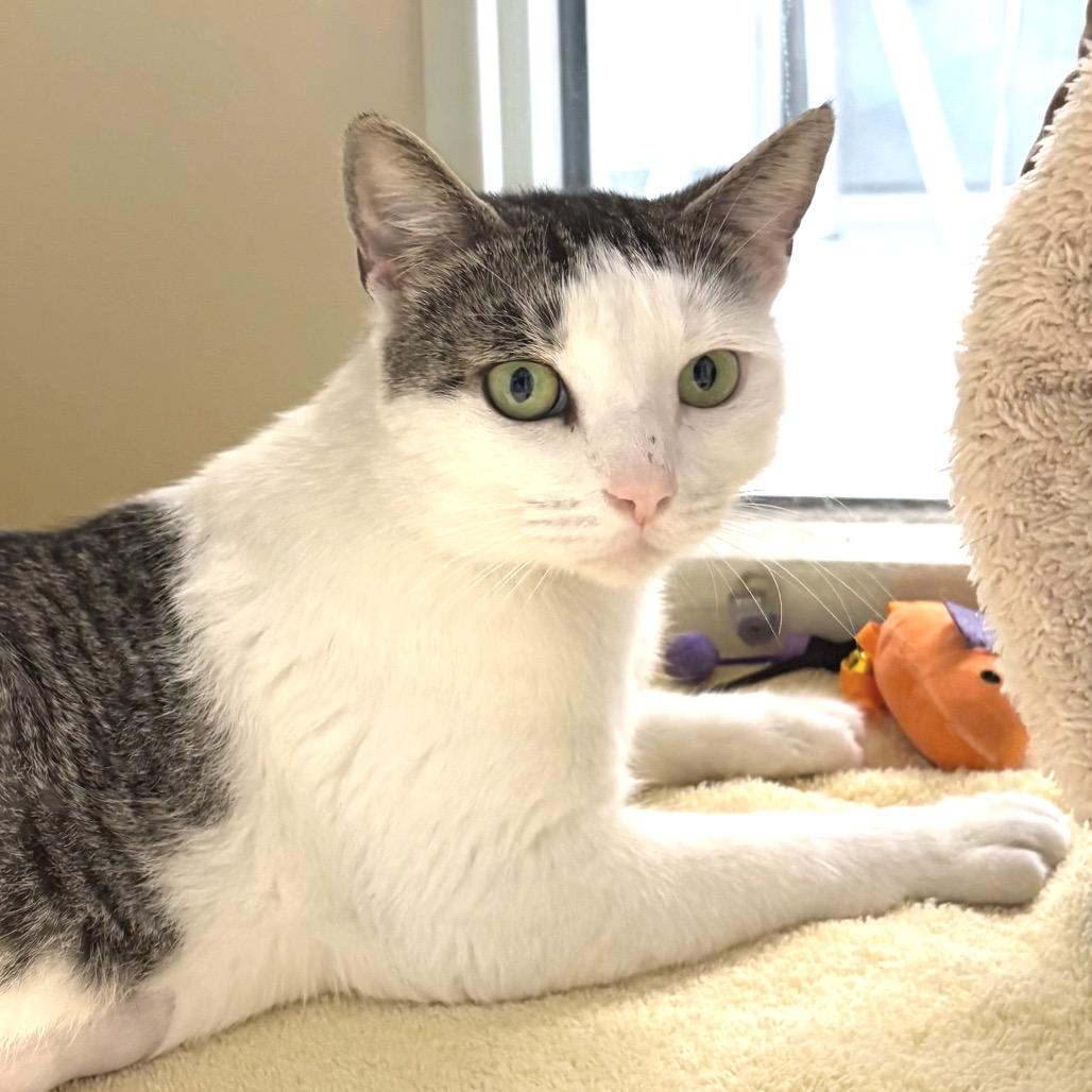 Martha Stewart, a Adoptable Domestic Short Hair in Sarasota, FL image 4/6
