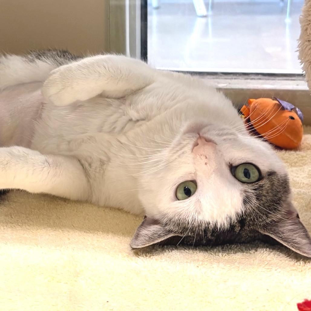 Martha Stewart, a Adoptable Domestic Short Hair in Sarasota, FL image 5/6