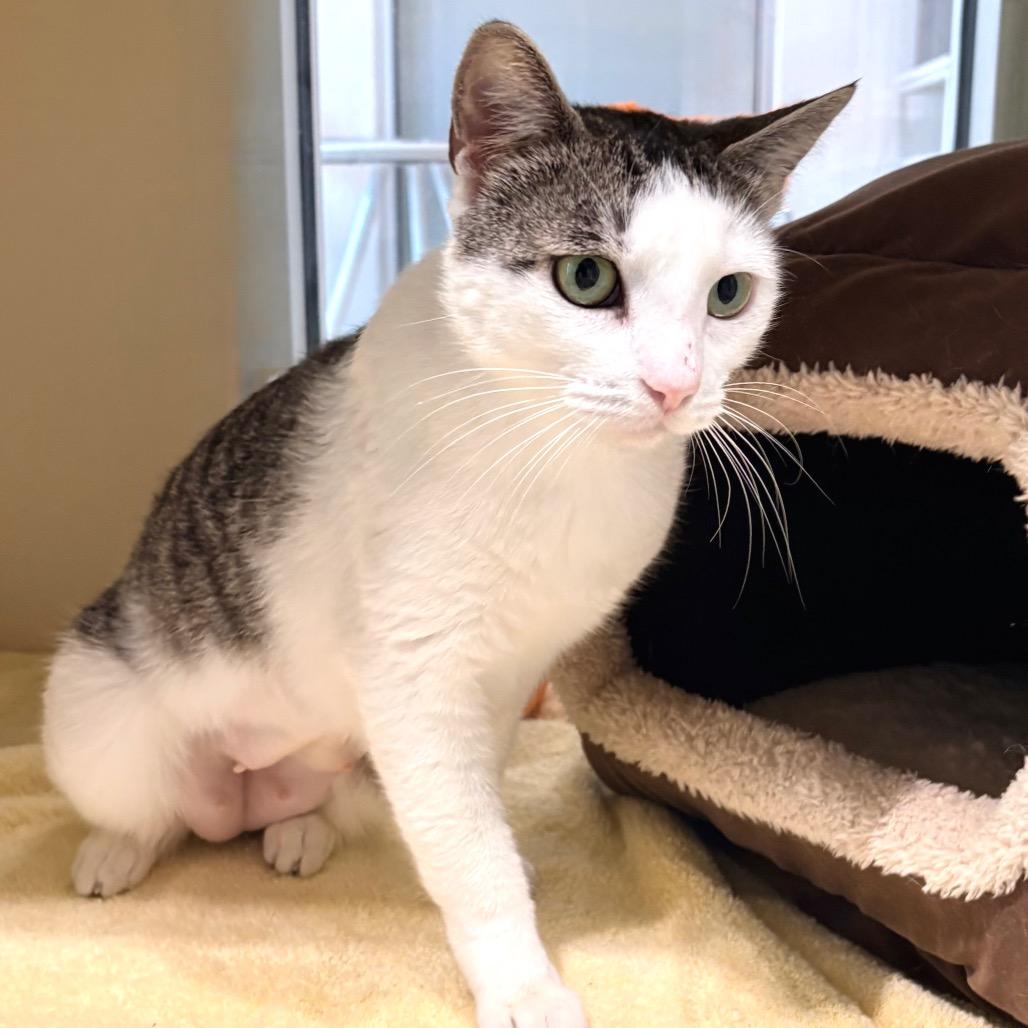 Martha Stewart, a Adoptable Domestic Short Hair in Sarasota, FL image 6/6
