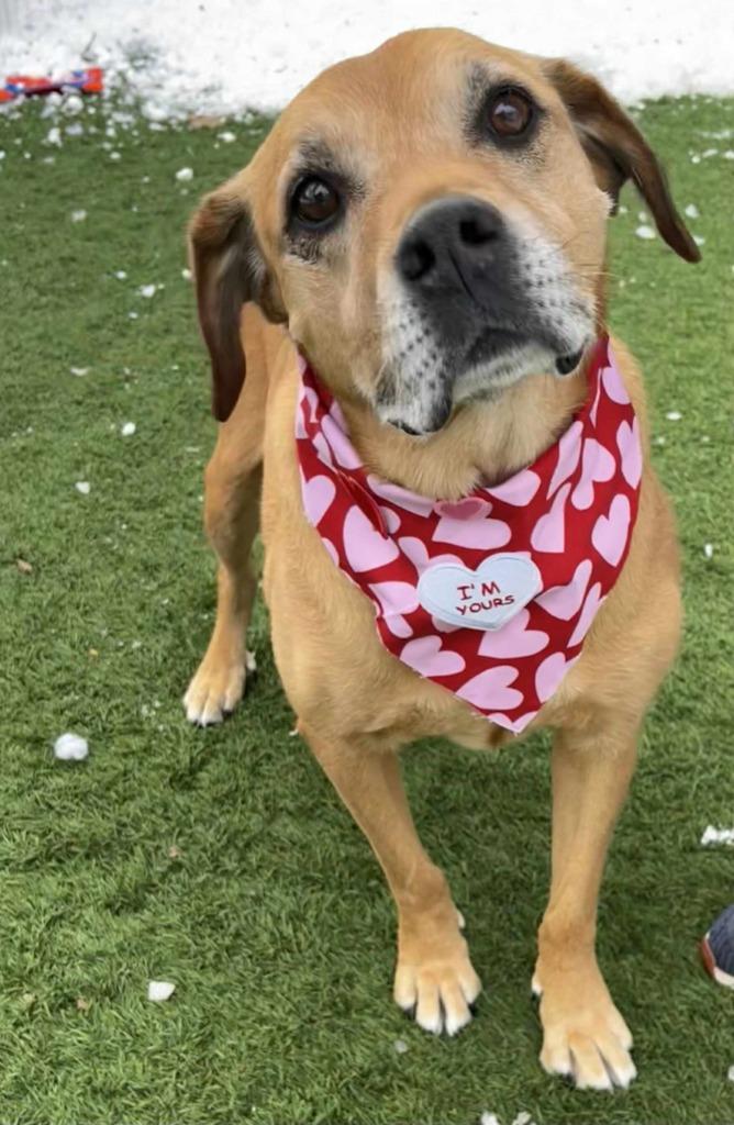 Scooby, a Adopted mixed breed in Sunrise Beach, MO image 1/5