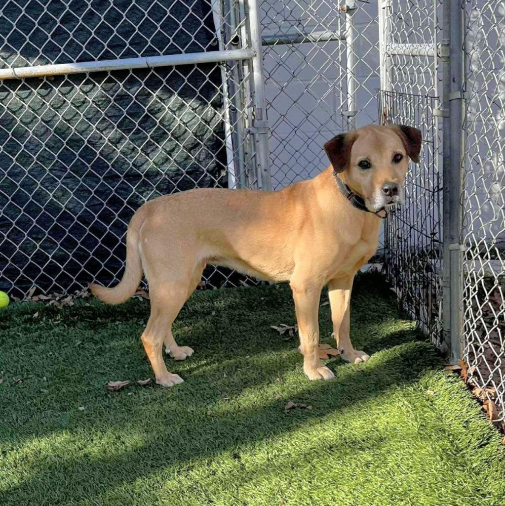 Enlarge Scooby, a Adopted mixed breed in Sunrise Beach, MO image 3/4