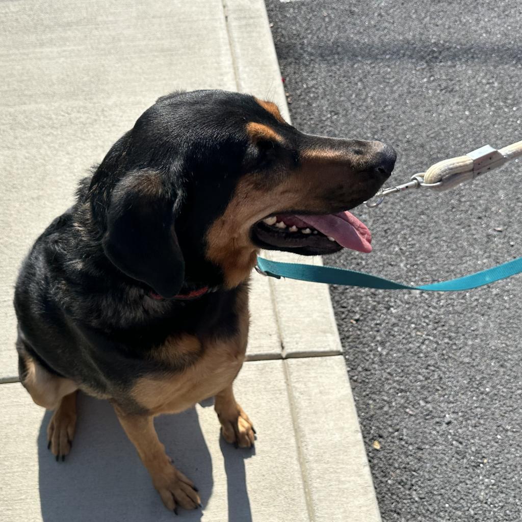 Misha May, Adoptable, Senior Female German Shepherd Dog & Redbone Coonhound.