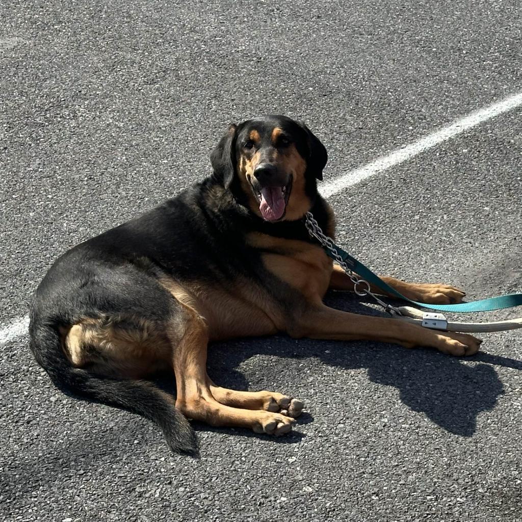 Enlarge Misha May, a Adoptable mixed breed in Woodstock, VA image 2/3