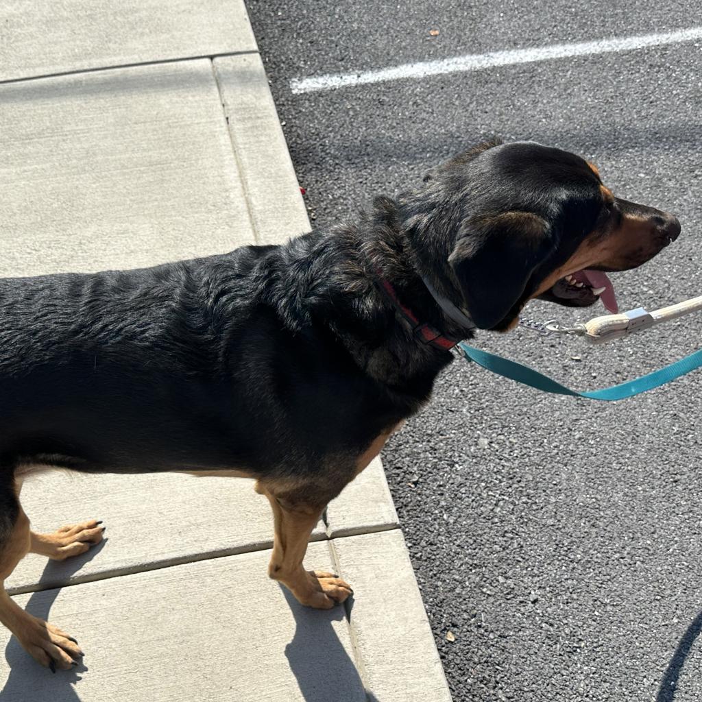 Enlarge Misha May, a Adoptable mixed breed in Woodstock, VA image 3/3