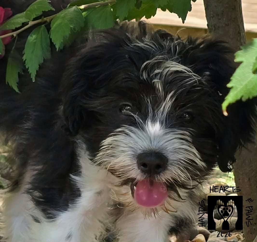 Mbappe', an adopted mixed breed in Omaha, NE image 2/2