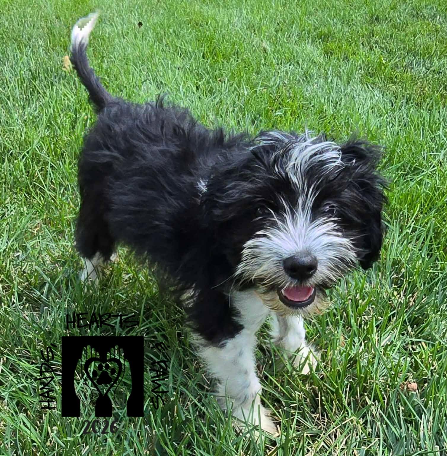 Mbappe', an adopted mixed breed in Omaha, NE image 1/2