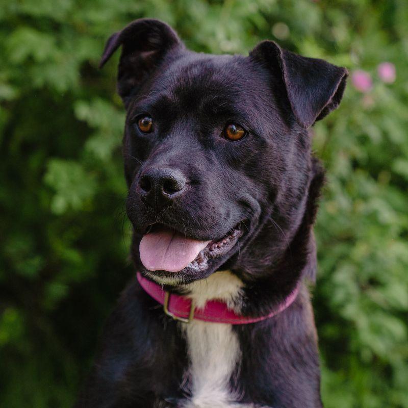 Darla, ADOPTABLE, Puppy Female Mixed Breed.