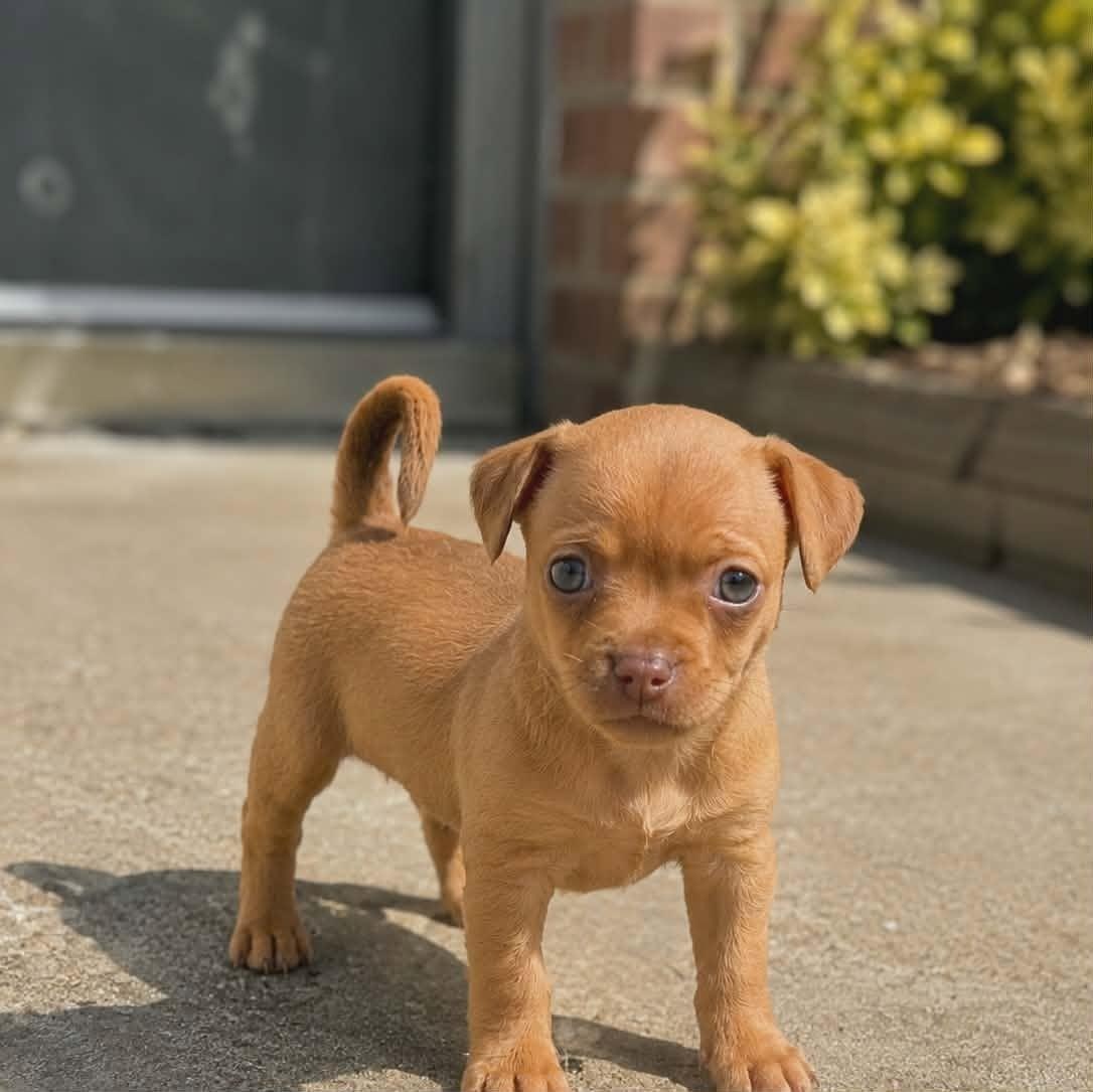 Victoria, an adopted mixed breed in Justin, TX image 2/6