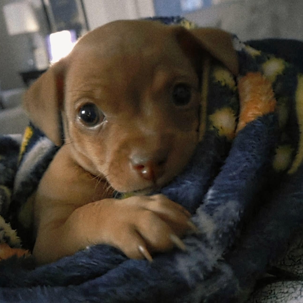 Victoria, an adopted mixed breed in Justin, TX image 5/6