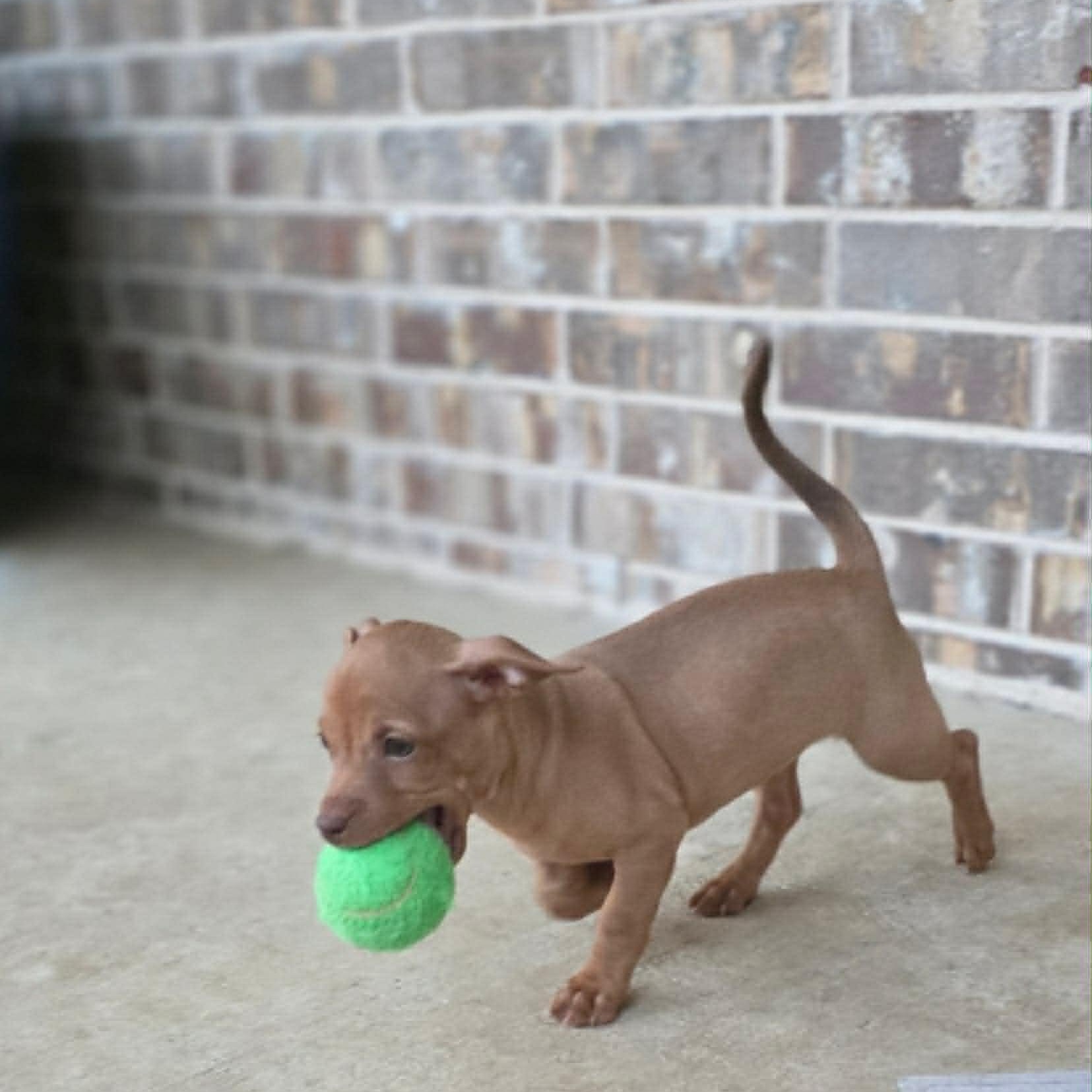 Victoria, an adopted mixed breed in Justin, TX image 6/6