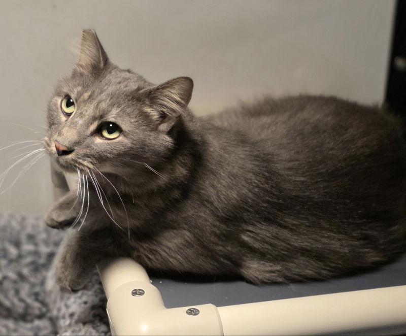 blu, a Adoptable mixed breed in Woodsfield, OH image 1/2