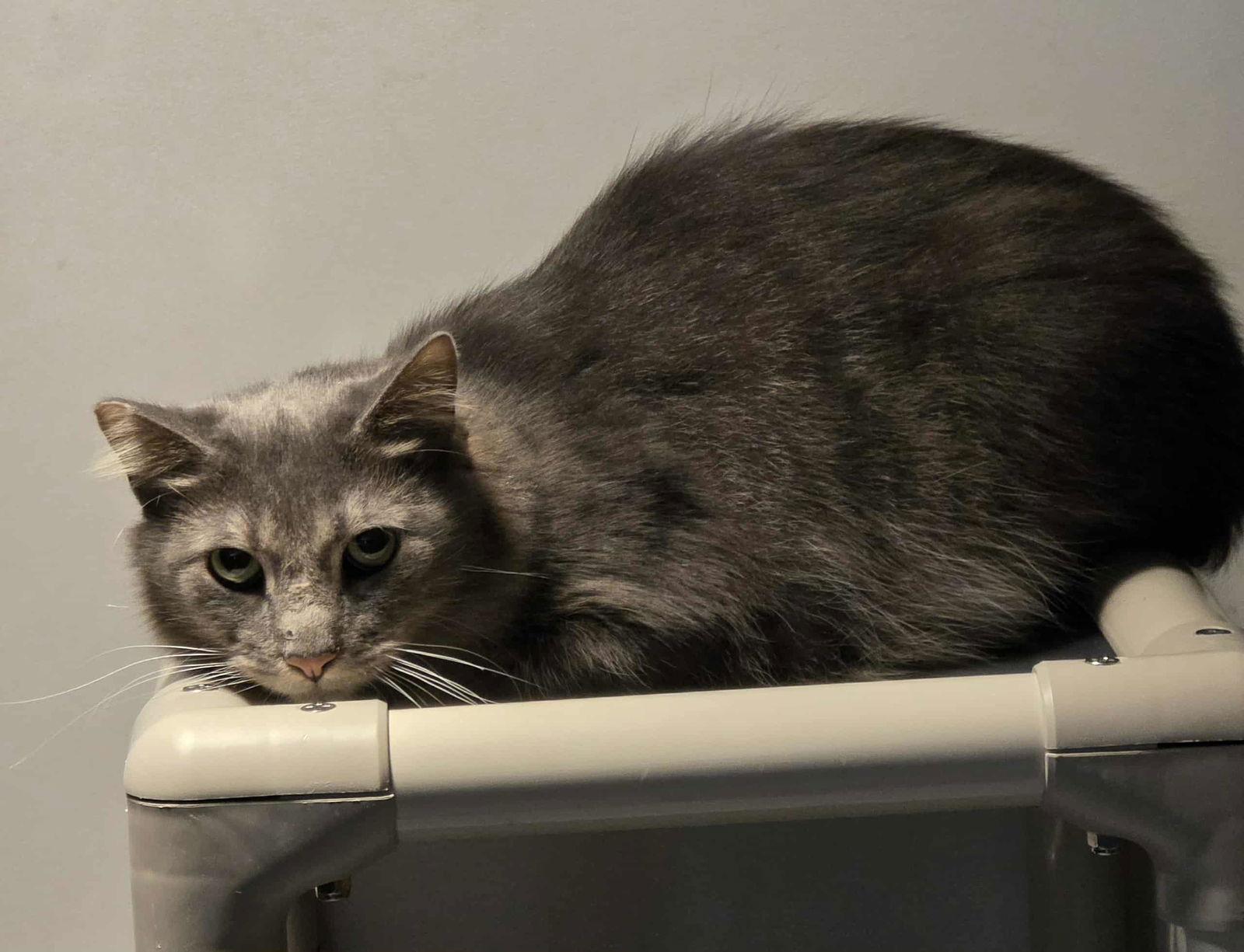 blu, a Adoptable mixed breed in Woodsfield, OH image 2/2