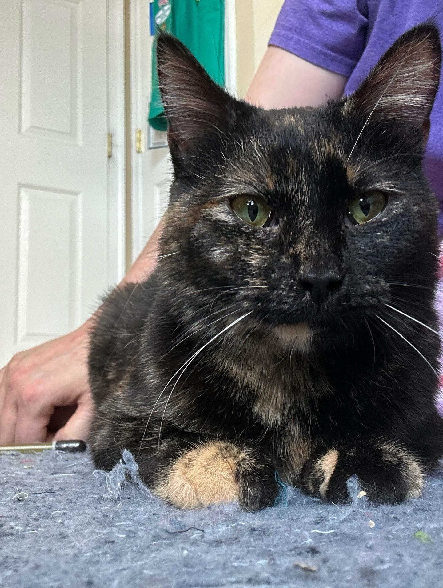 Enlarge Natasha , an adopted Domestic Short Hair in North East, MD image 3/3