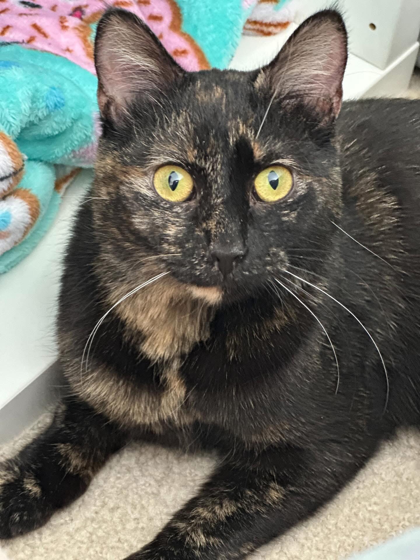 Enlarge Natasha , an adopted Domestic Short Hair in North East, MD image 1/3