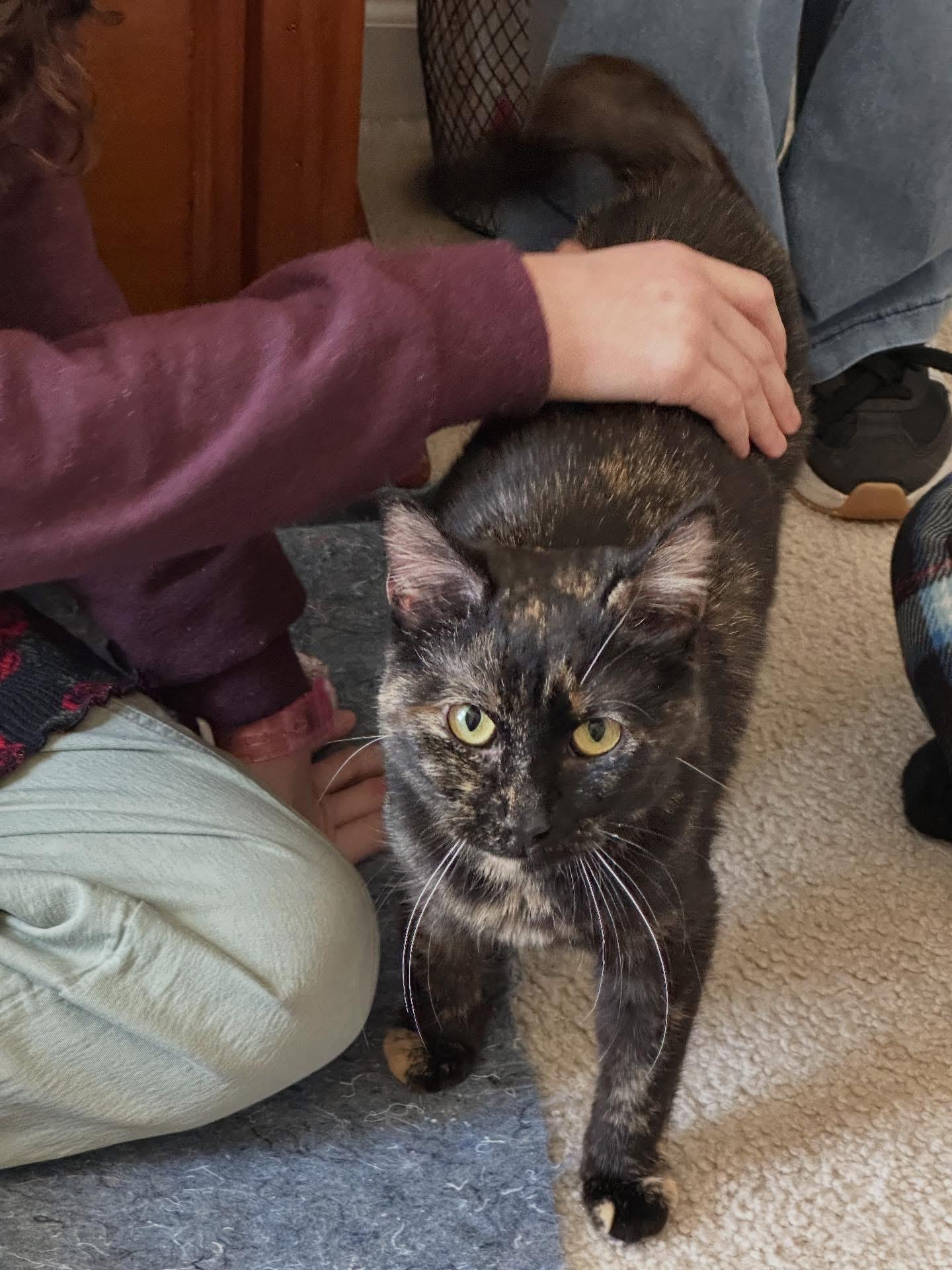 Enlarge Natasha , an adopted Domestic Short Hair in North East, MD image 2/3