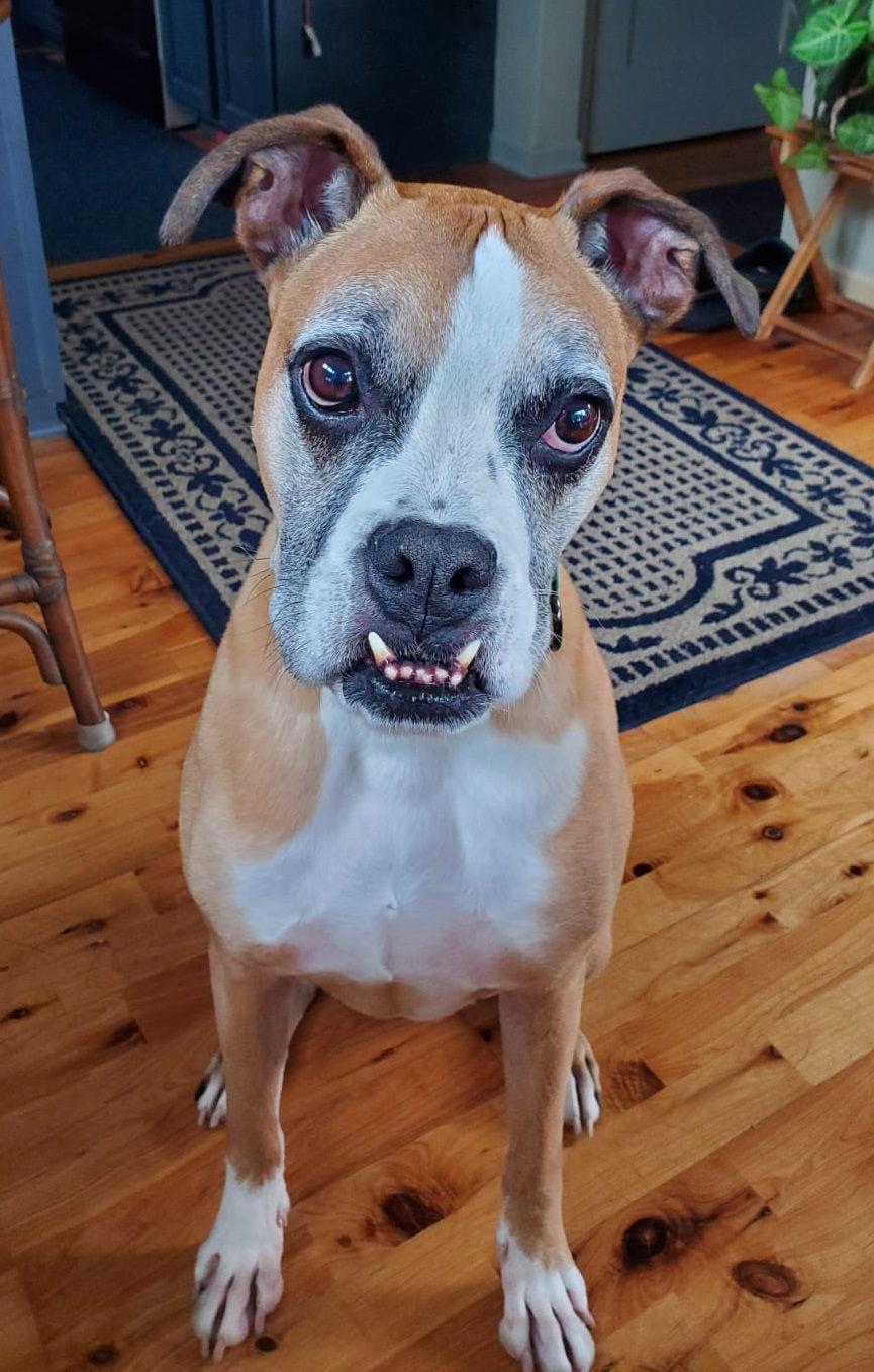 Russell, Adoptable, Adult Male Boxer.