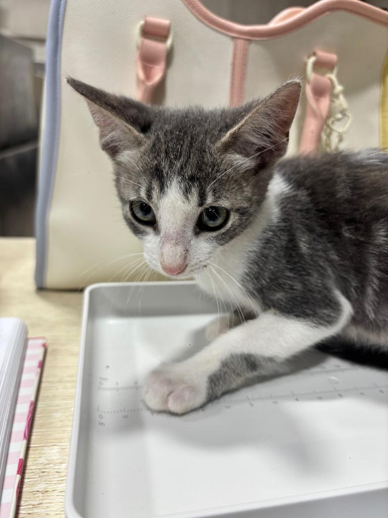 Lux, a Adopted mixed breed in Corpus Christi, TX image 1/3