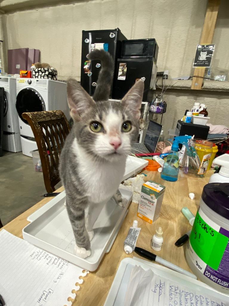 Lux, a Adopted mixed breed in Corpus Christi, TX image 2/3