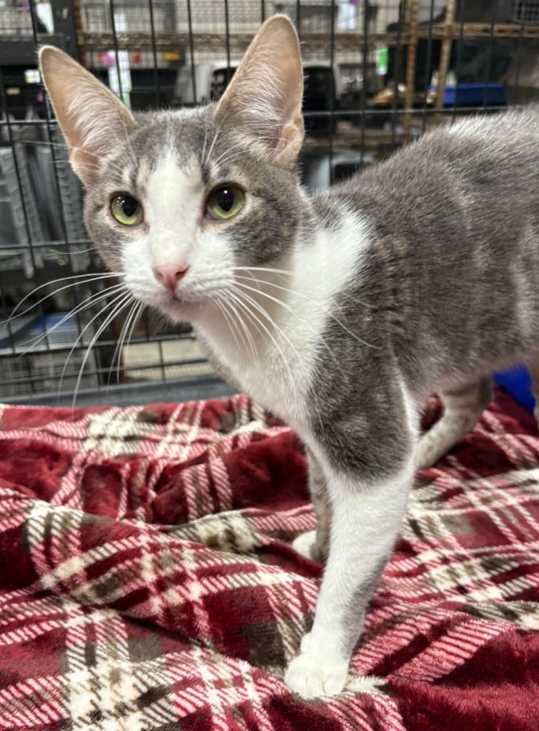 Lux, a Adopted mixed breed in Corpus Christi, TX image 3/3