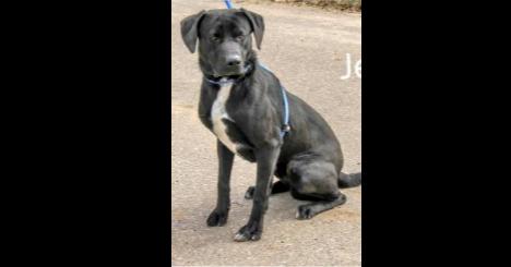 Deputy Dawgs: Jesse (CP), Adoptable, Young Male Mixed Breed.