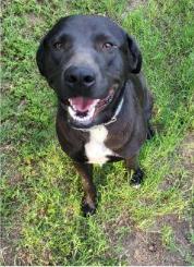 Enlarge Deputy Dawgs: Jesse (CP), a Adoptable Mixed Breed in Dallas, TX image 2/3