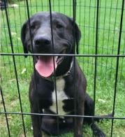 Enlarge Deputy Dawgs: Jesse (CP), a Adoptable Mixed Breed in Dallas, TX image 3/3