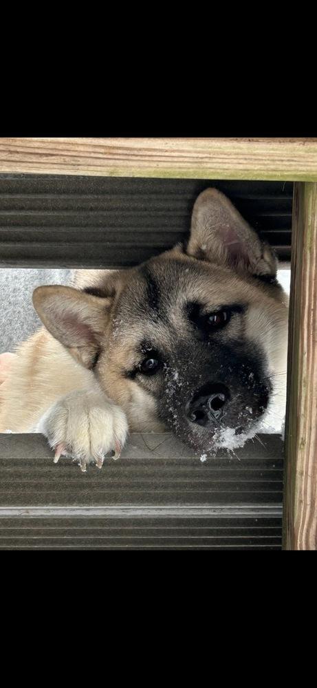Asha, Adoptable, Young Female Husky & Akita.