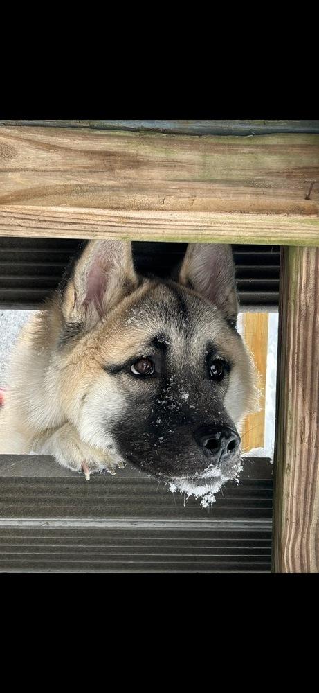 Enlarge Asha, a Adoptable mixed breed in New Bedford, MA image 3/5