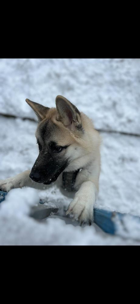 Enlarge Asha, a Adoptable mixed breed in New Bedford, MA image 5/5