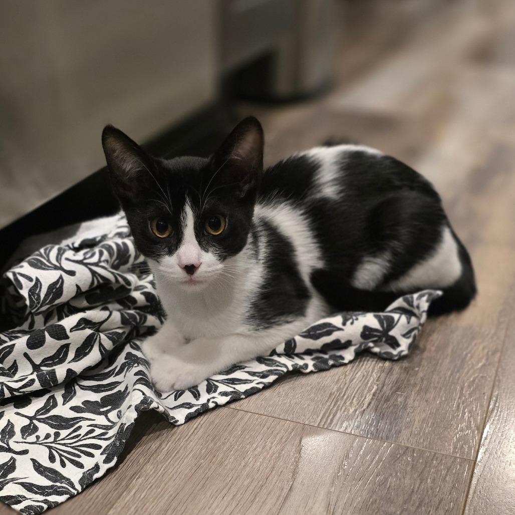 Oreo, a Adoptable Domestic Short Hair in Talent, OR image 1/3