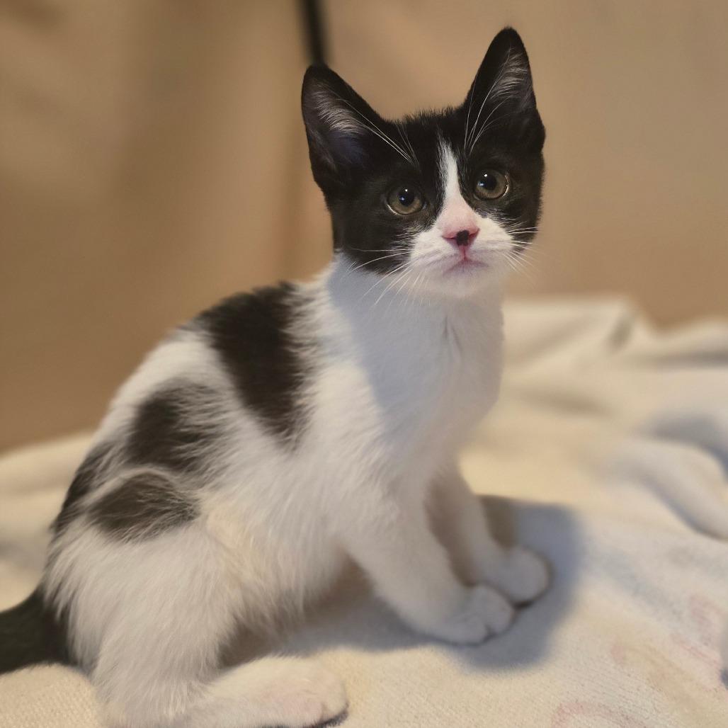 Enlarge Oreo, a Adoptable Domestic Short Hair in Talent, OR image 1/2