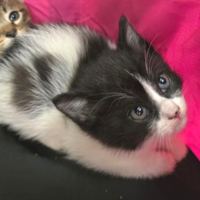 Enlarge Oreo, a Adoptable Domestic Short Hair in Talent, OR image 2/2