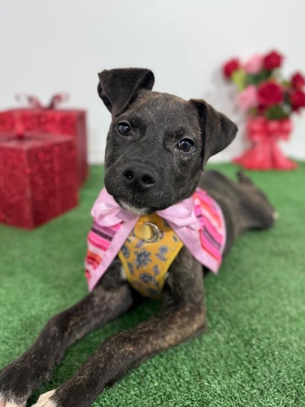 Masha-One of our Amazing Rescue Dogs, adopted, Puppy Female Mountain Cur & Labrador Retriever.