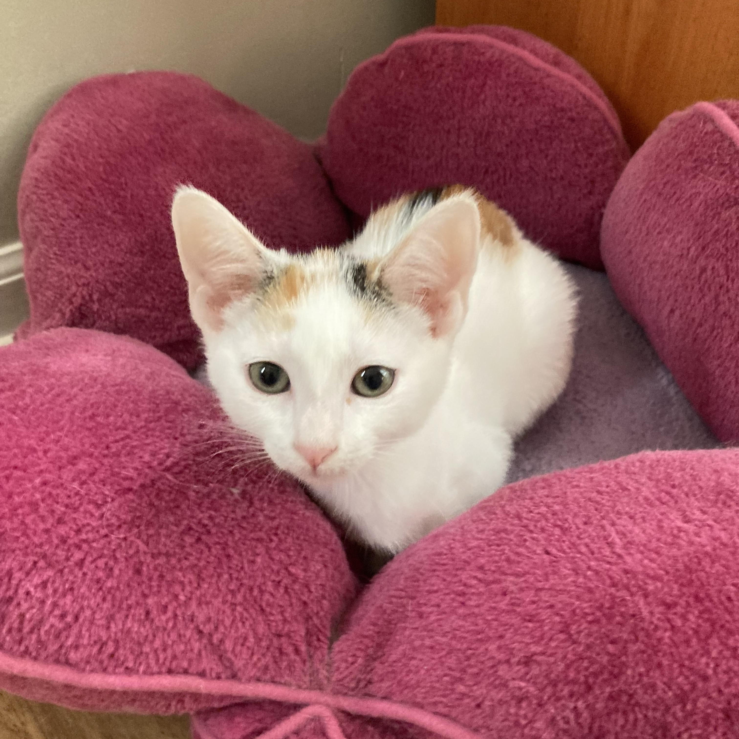 Enlarge Hailey, a Adoptable Domestic Short Hair in Greensboro, NC image 2/3