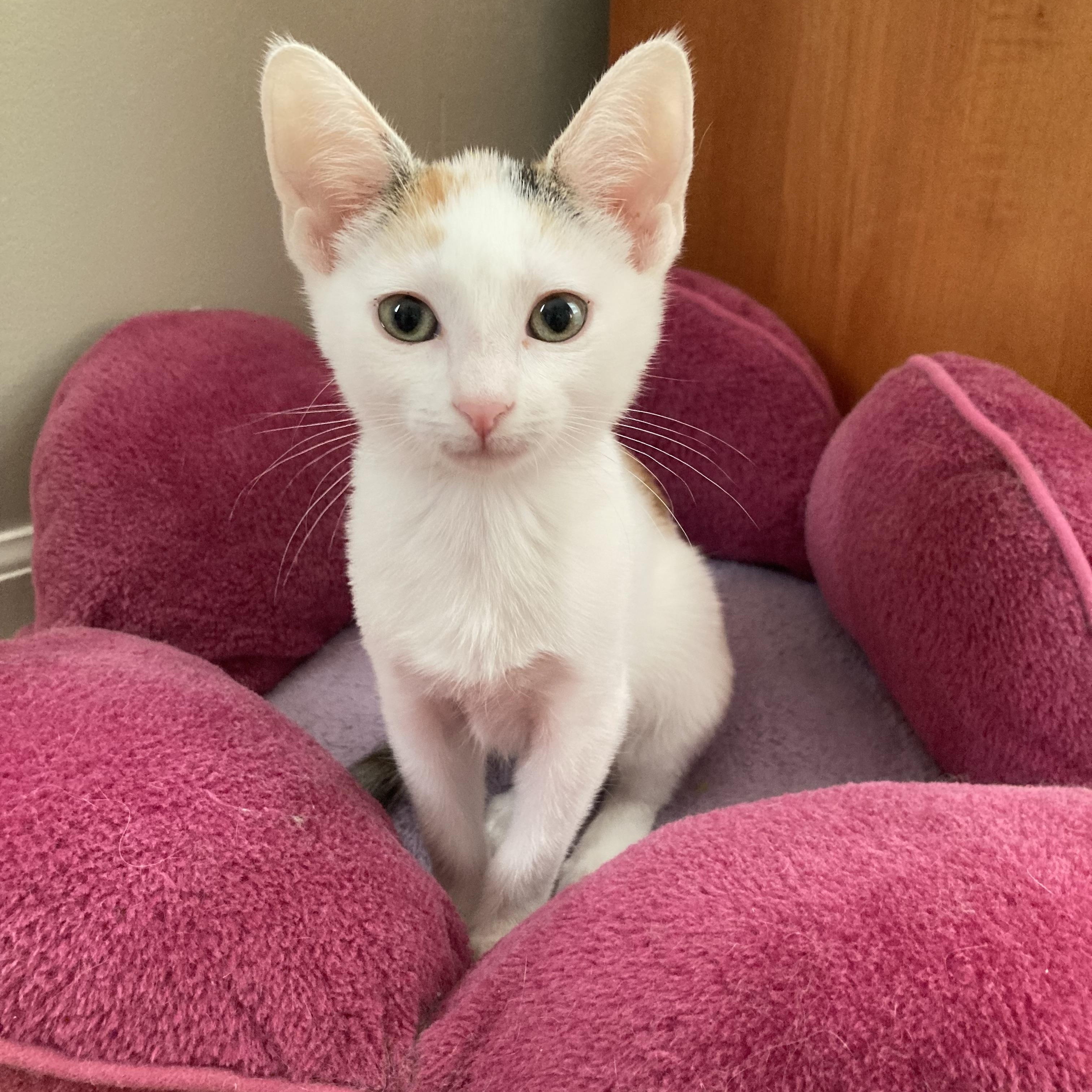 Enlarge Hailey, a Adoptable Domestic Short Hair in Greensboro, NC image 1/3