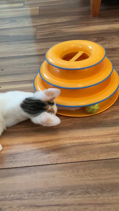 Enlarge Hailey, a Adoptable Domestic Short Hair in Greensboro, NC video 3/3