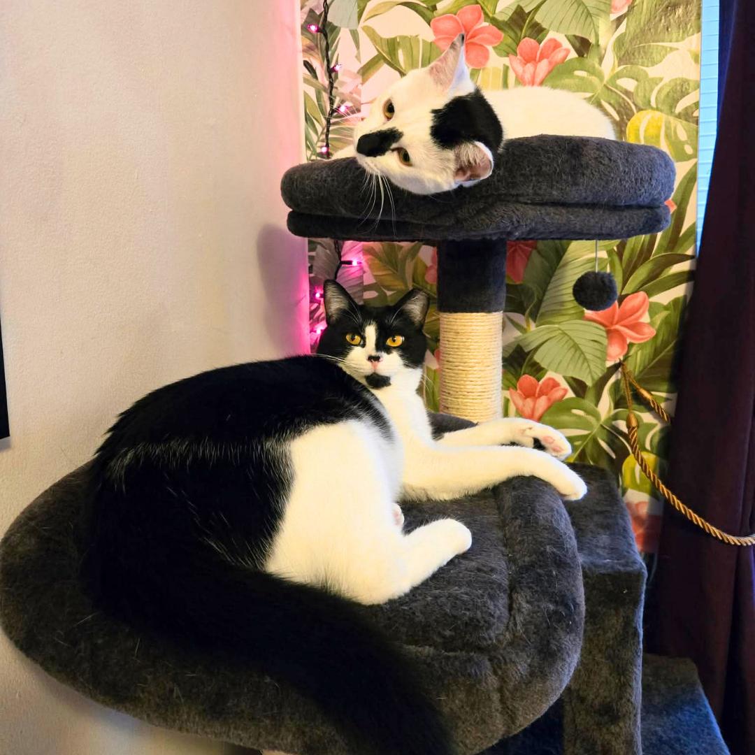 Lily & Daisy - sweetest mom and daughter, Adoptable, Young Female Domestic Short Hair.
