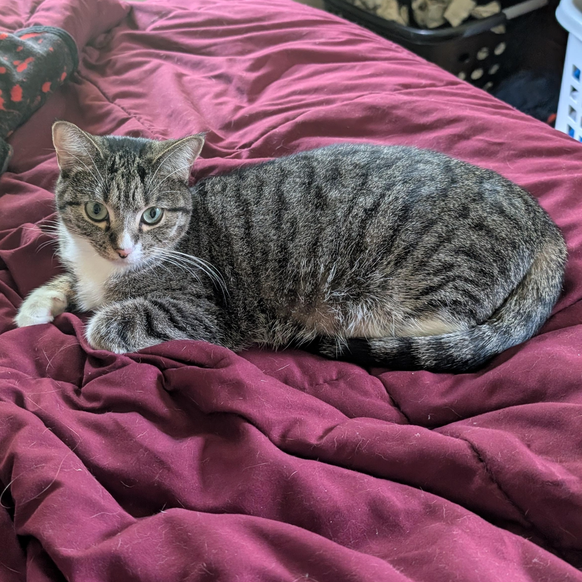 Enlarge Ava, a Adoptable American Shorthair in Ramsey , MN image 1/6