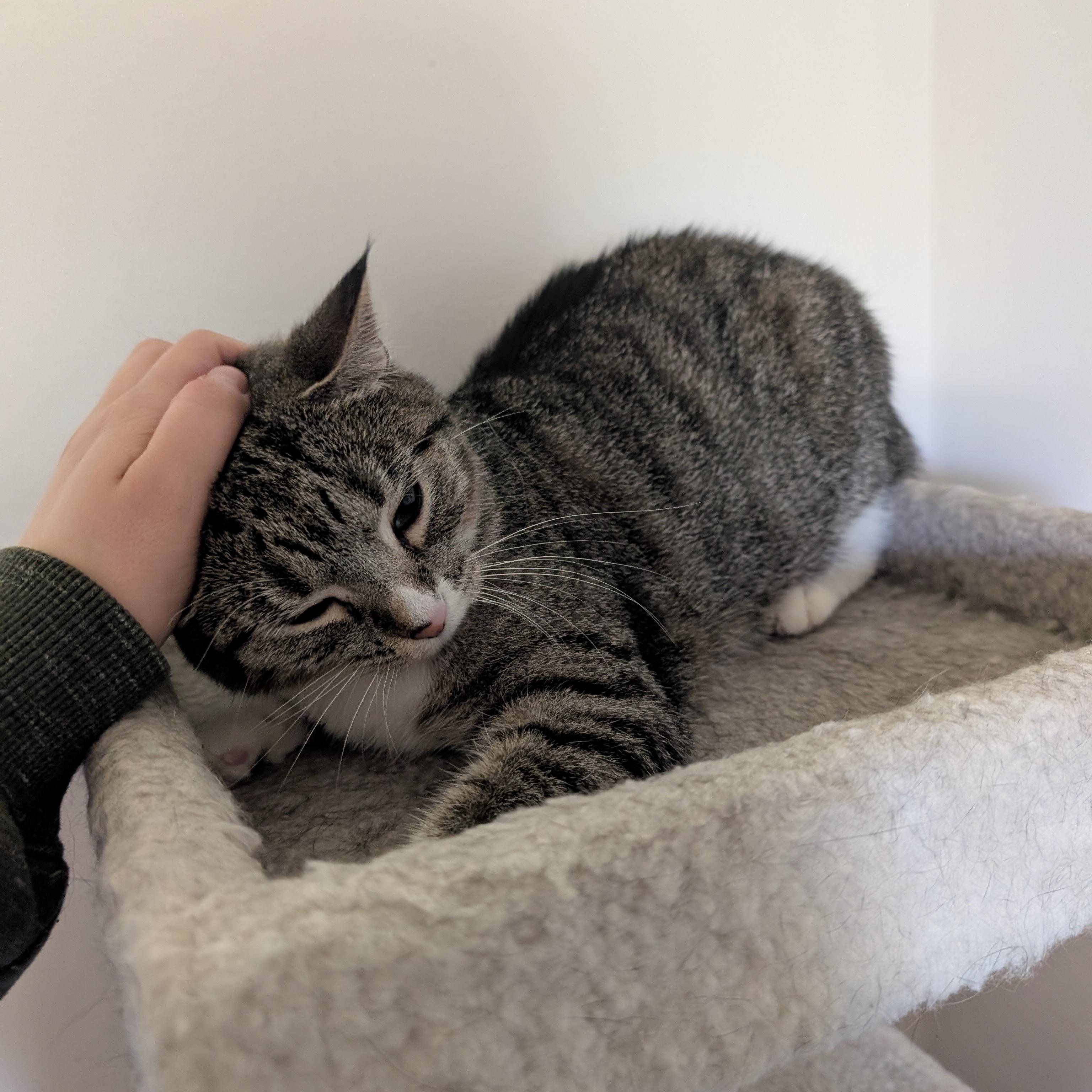 Enlarge Ava, a Adoptable American Shorthair in Ramsey , MN image 4/6